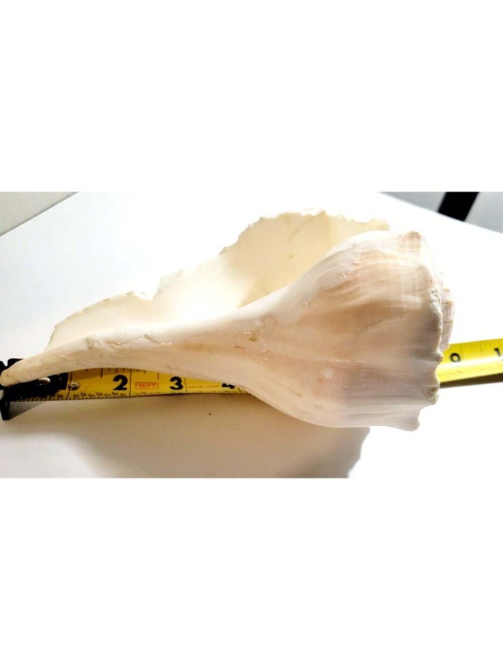 Pair of Vintage Conch Shells Beach House Decor 7.5" or Crafters Seashells - Picture 9 of 14
